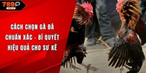 Cách chọn gà đá