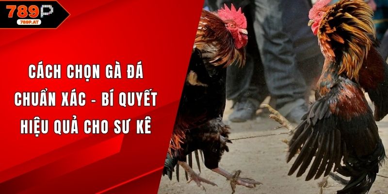 Cách chọn gà đá